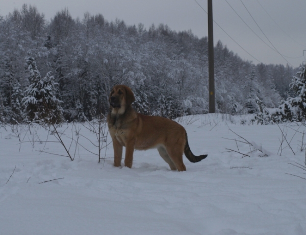 Anuler Carisa almost 5 month old / casi 5 meses de edad
Keywords: snow nieve Anuler