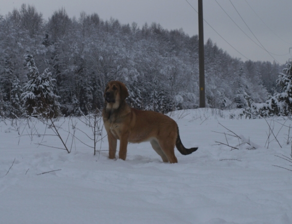 Anuler Carisa almost 5 month old / casi 5 meses de edad
Keywords: snow nieve Anuler