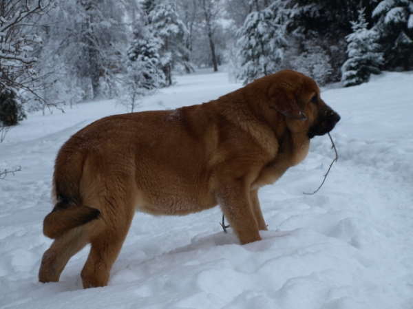 Anuler Callidora almost 5 month old / casi 5 meses de edad
Keywords: snow nieve Anuler