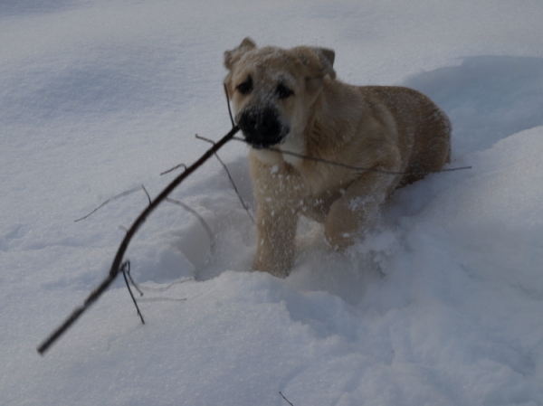 Jacinta z Kraje Sokolu 3,5 month
Chanel Zaark Mastibe x Rodo de Valdejera
Keywords: snow nieve Anuler