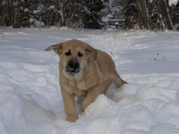 Jacinta z Kraje Sokolu 3,5 month
Chanel Zaark Mastibe x Rodo de Valdejera
Keywords: snow nieve Anuler