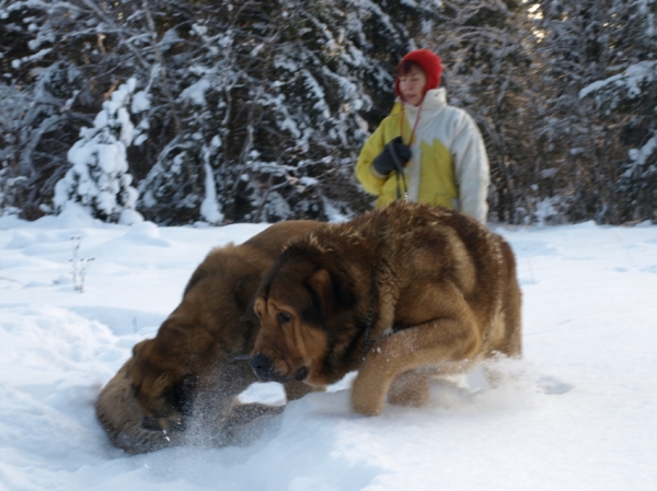 Coco, Alvaro
......and Jacinta?
Keywords: snow nieve Anuler