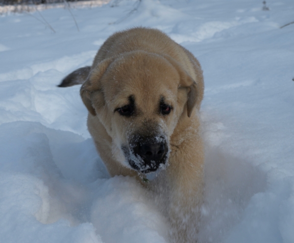 Jacinta z Kraje Sokolu 3,5 month
Chanel Zaark Mastibe x Rodo de Valdejera
Keywords: snow nieve Anuler