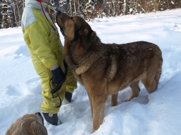 Our "little" boy Alvaro 15 month
Elton z Kraje Sokolu x Anais Rio Rita
Keywords: snow nieve Anuler