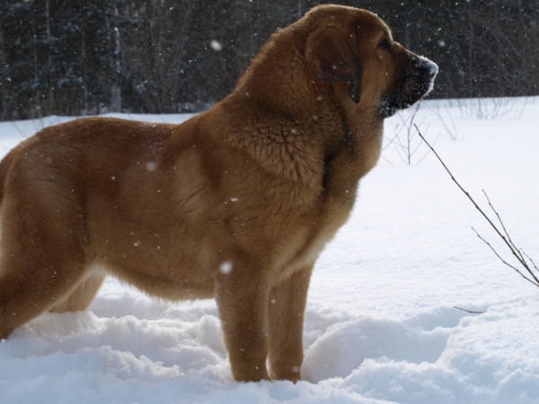 Anuler Callidora 5,5 month old / 5,5 meses de edad
Keywords: Anuler