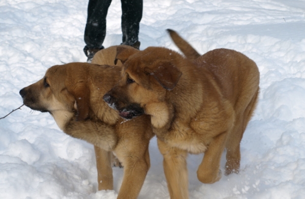 Female puppies Carisa and Caweria Cheveyo 5,5 month/ cachorros hembra 5,5 meses de edad
Keywords: Anuler