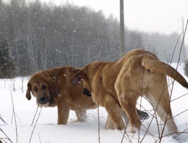 Female puppies Anuler Carisa and Caweria Cheveyo / cachorros hembra
Keywords: Anuler