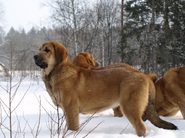 Anuler Carisa 5,5 month old / 5,5 meses de edad
Keywords: Anuler