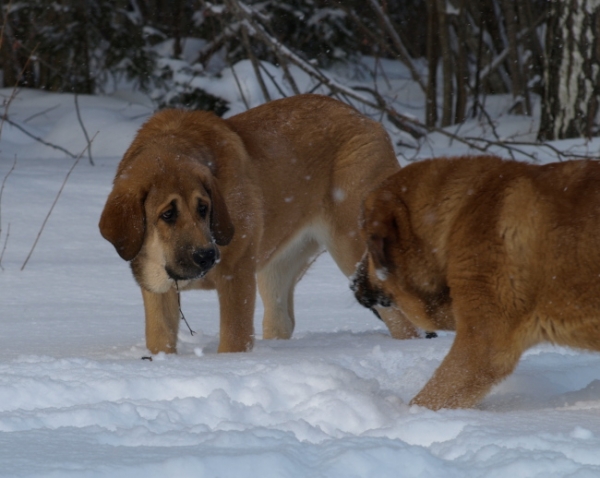 Female puppies Carisa and Caweria Cheveyo / cachorros hembra
Keywords: Anuler