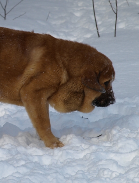 Anuler Callidora 5,5 month old / 5,5 meses de edad
Keywords: Anuler