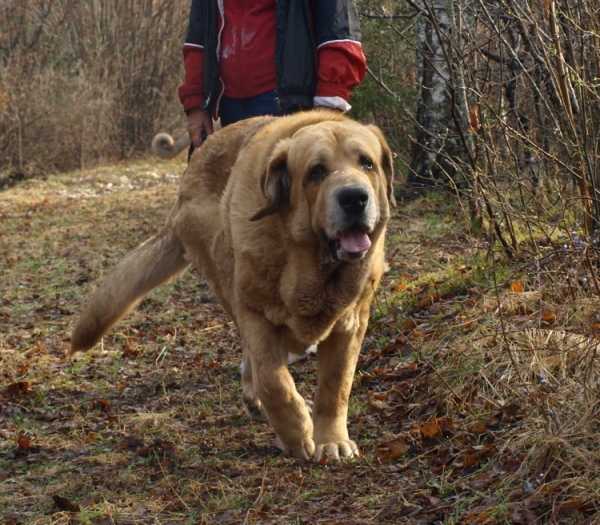 Massai (Elton z Kraje Sokolu) almost 6 years old. Elton z Kraje Sokolu casi 6 años de edad
Keywords: Anuler