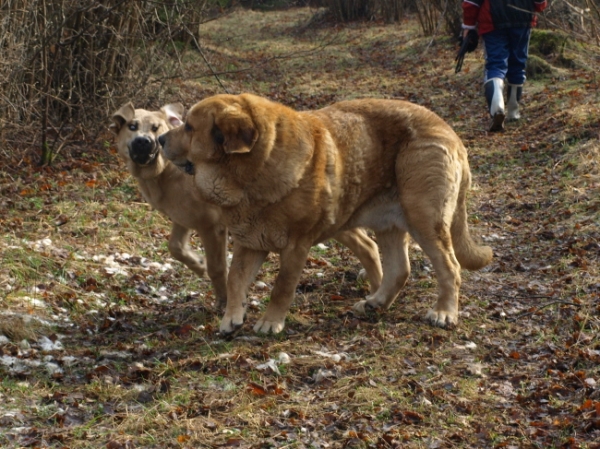 Jacinta and Massai at play
Jacinta z Kraje Sokolu 6 month and Elton z Kraje Sokolu (Massai) almost 6 years
Keywords: Anuler