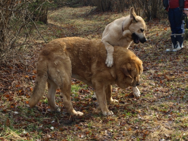 Jacinta and Massai at play, Jugando...
Keywords: Anuler