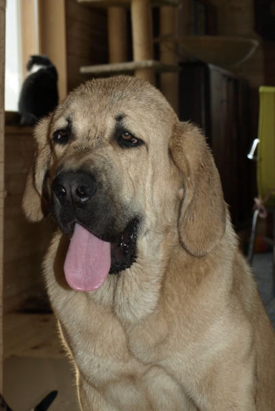 Jacinta z Kraje Sokolu 6 month, 6 meses de edad
Keywords: Anuler