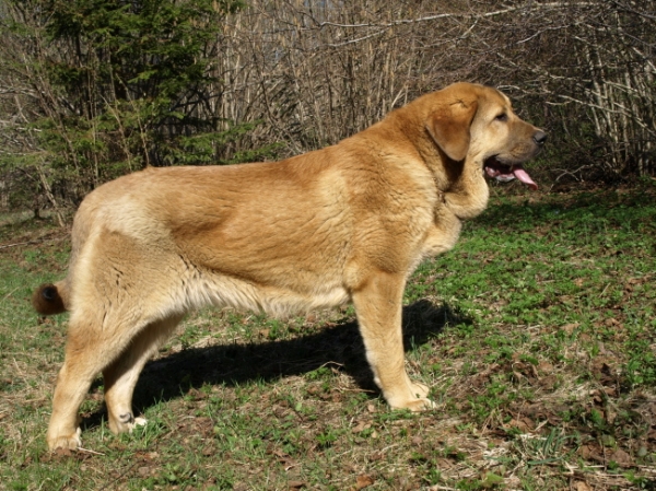 Anuler Callidora 8 month / 8 meses de edad
Keywords: Anuler