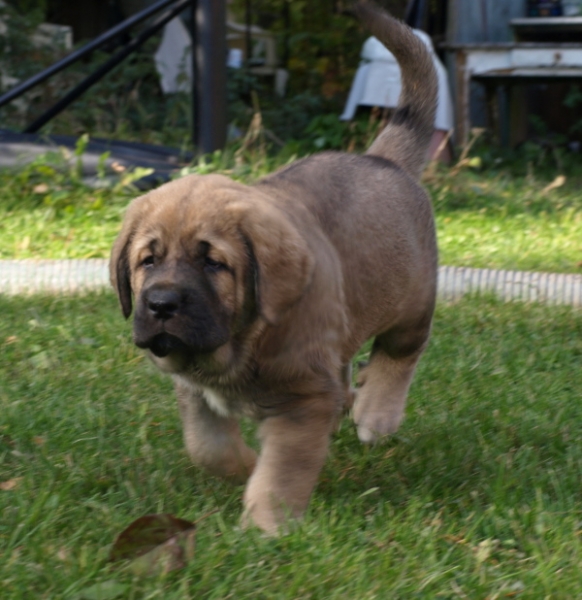 6 weeks old female
Elton z Kraje Sokolu x Anais Rio Rita
Keywords: Anuler