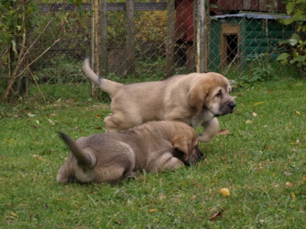 7 weeks old females at play
Elton z Kraje Sokolu x Anais Rio Rita
Keywords: Anuler