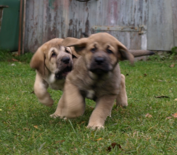 7 weeks old females at play
Elton z Kraje Sokolu x Anais Rio Rita
Keywords: Anuler