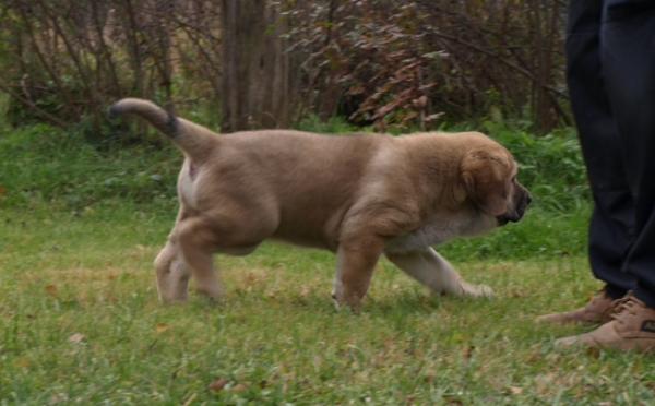 7 weeks old female puppy
Elton z Kraje Sokolu x Anais Rio Rita
Keywords: Anuler