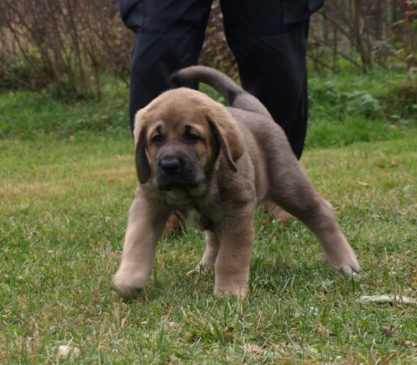 7 weeks old female puppy
Elton z Kraje Sokolu x Anais Rio Rita
Keywords: Anuler