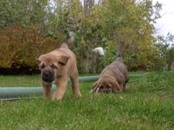 7 weeks old females at play
Elton z Kraje Sokolu x Anais Rio Rita
Keywords: Anuler