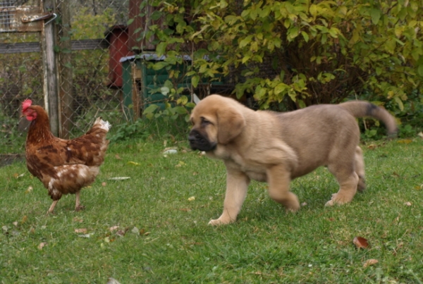 7 weeks old female puppy with chicken
Elton z Kraje Sokolu x Anais Rio Rita
Keywords: Anuler