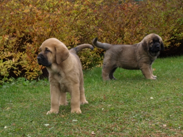 7 weeks old puppies
Elton z Kraje Sokolu x Anais Rio Rita
Keywords: Anuler