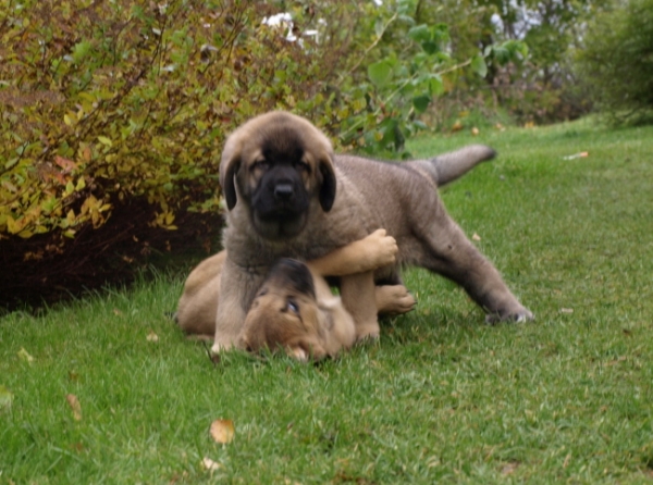 7 weeks old male
Elton z Kraje Sokolu x Anais Rio Rita
Kľúčové slová: Anuler