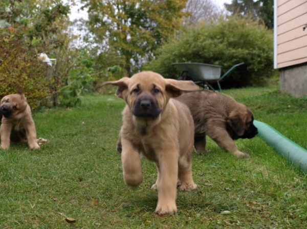 7 weeks old puppies
Elton z Kraje Sokolu x Anais Rio Rita
Keywords: Anuler