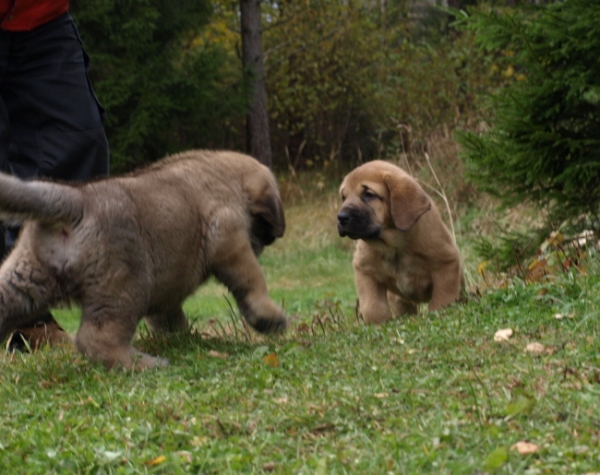 7 weeks old male and female at play
Elton z Kraje Sokolu x Anais Rio Rita
Keywords: Anuler