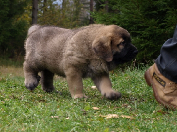 7 weeks old male
Elton z Kraje Sokolu x Anais Rio Rita
Keywords: Anuler