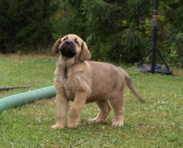 7 weeks old female puppy
Elton z Kraje Sokolu x Anais Rio Rita
Keywords: Anuler