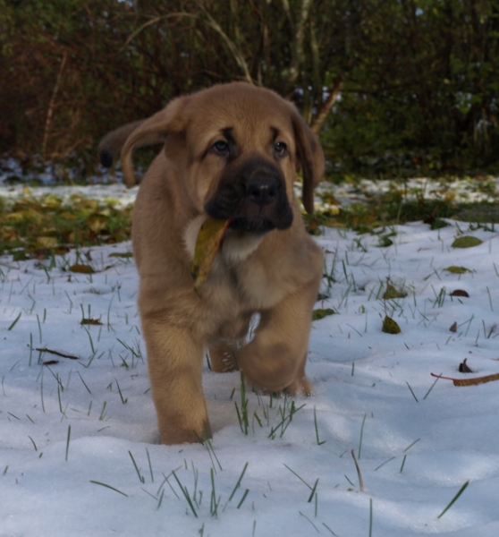 8 weeks old female puppy, cachorro hembra de 8 semanas
Ključne reči: snow nieve Anuler