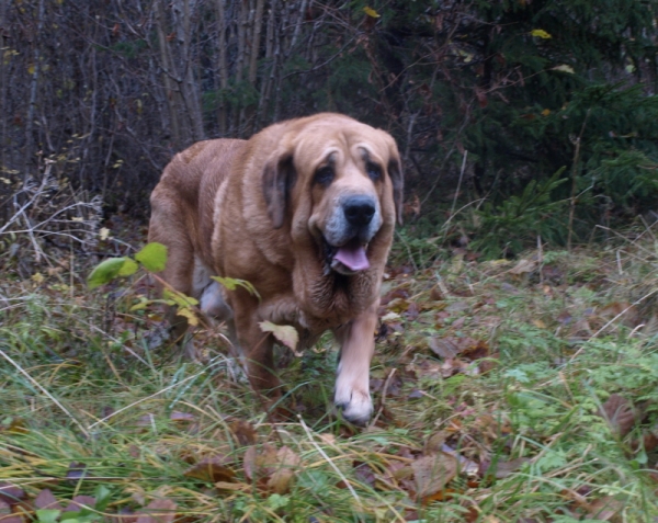 Elton z Kraje Sokolu (Massai) 5 years old, Oct.2009
Enamorado Ernesto Mastibe x Aylen z Kraje Sokolu
Keywords: Anuler