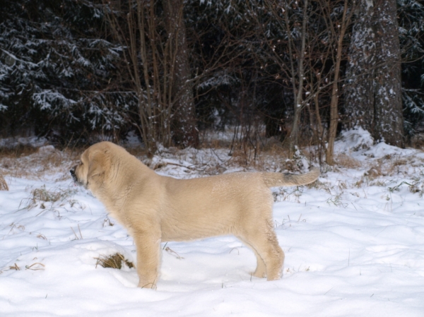 Jacinta z Kraje Sokolu 2,5 month
Keywords: snow nieve Anuler