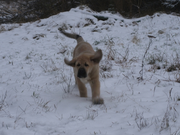 Jacinta z Kraje Sokolu 2,5 month
Keywords: snow nieve Anuler