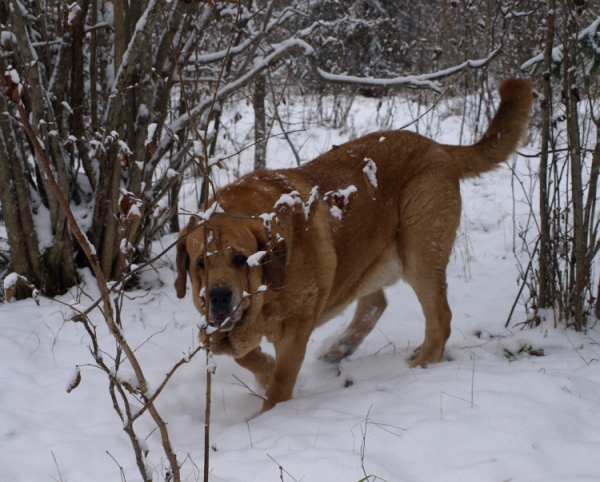 Massai (Elton z Kraje Sokolu)
Keywords: snow nieve Anuler