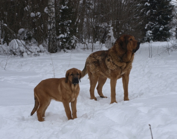 Anuler Caweria Cheveyo (4 month) and his big brother Anuler Alvaro (2 years)
Elton z Kraje Sokolu x Anais Rio Rita
Keywords: Anuler