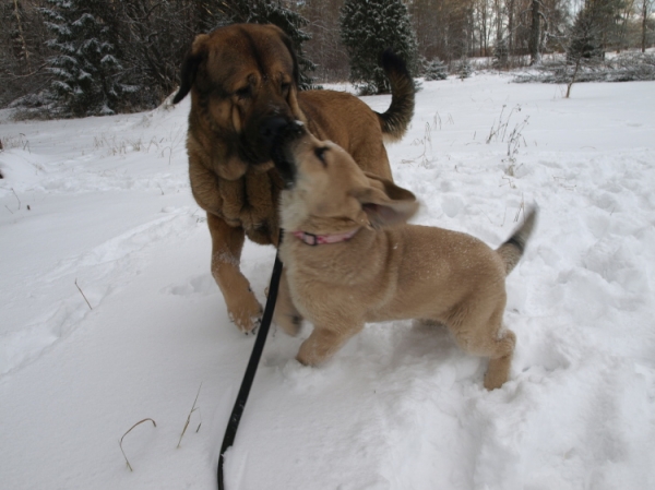 Coco and Jacinta
Coco Herbu Wielka Lapa and Jacinta z Kraje Sokolu
Keywords: snow nieve Anuler