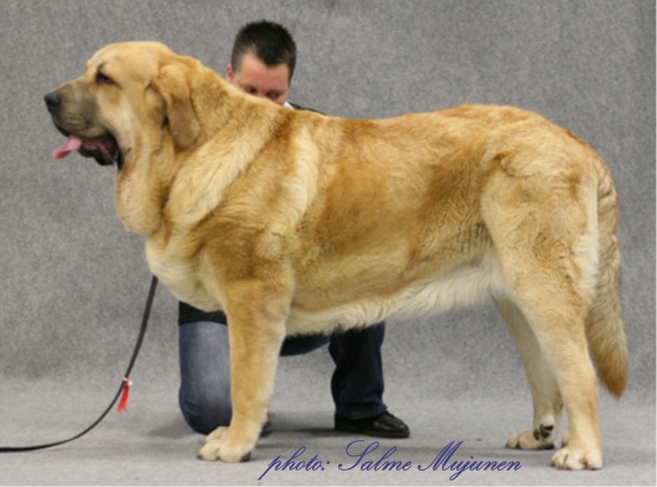 Anuler Aureliano  - Finnish Junior Winner 2009, Nordic Junior Winner 2009, Nordic Winner 2009
Aureliano 13 month old, parents Elton Z Kraje Sokolu x Anais Rio Rita.
owner kennel Startail`s, Finland
Keywords: Anuler