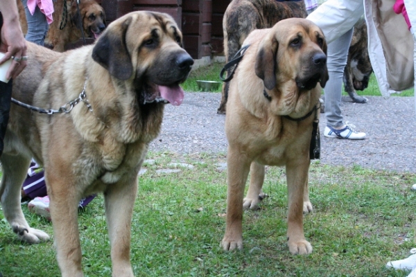 Anuler Amado and Anuler Angelita, July 2010
(Elton z Kraje Sokolu x Anais Rio Rita)
Keywords: Anuler