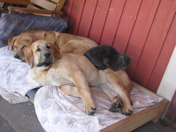 Anuler Aureliano with friends guarding property...
Guarding Mastines................
5 month old son of Elton z Kraje Sokolu x Anais Rio Rita
Keywords: pet anuler