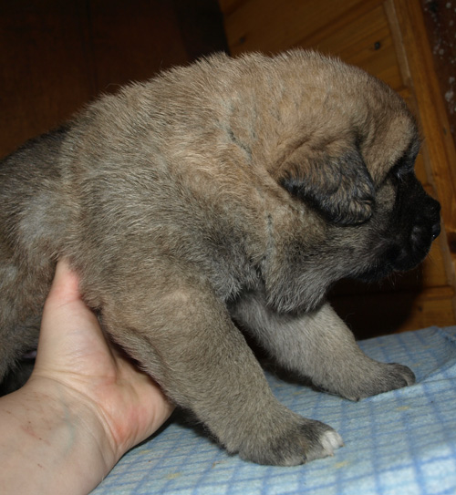 Male puppy - 21 days old
Est Ch  Elton z Kraje Sokolu (Massai) X  Anais Rio Rita (Anja)
18.10.2008

Keywords: puppyestonia