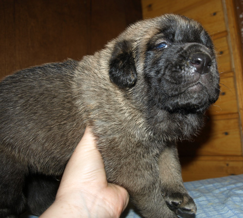 Male puppy - 21 days old
Est Ch  Elton z Kraje Sokolu (Massai) X  Anais Rio Rita (Anja)
18.10.2008

Keywords: puppyestonia