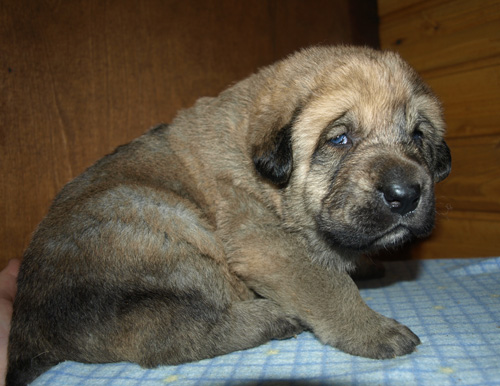 Male puppy - 21 days old
Est Ch  Elton z Kraje Sokolu (Massai) X  Anais Rio Rita (Anja)
18.10.2008

Keywords: puppyestonia