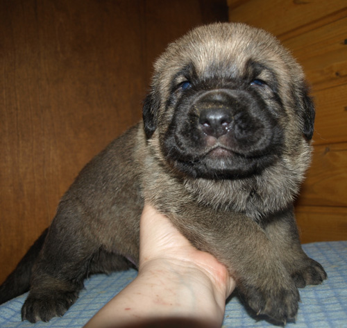 Male puppy - 21 days old
Est Ch  Elton z Kraje Sokolu (Massai) X  Anais Rio Rita (Anja)
18.10.2008

Keywords: puppyestonia