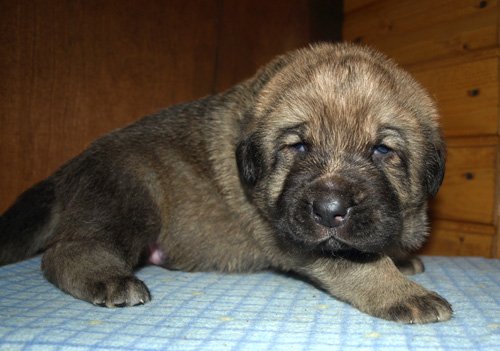 Male puppy - 21 days old
Est Ch  Elton z Kraje Sokolu (Massai) X  Anais Rio Rita (Anja)
18.10.2008

Keywords: puppyestonia