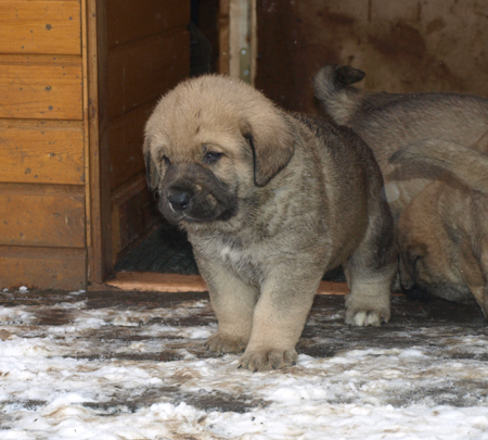 4,5 weeks old puppy
Est Ch  Elton z Kraje Sokolu (Massai) X  Anais Rio Rita (Anja)
18.10.2008

Keywords: anuler puppyestonia