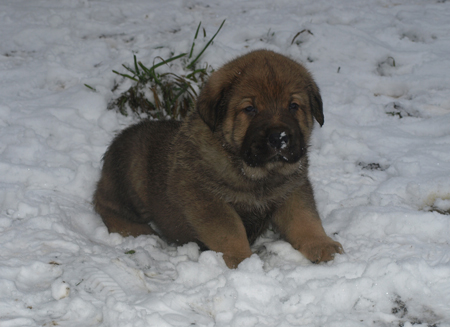 4,5 weeks old puppy
Est Ch  Elton z Kraje Sokolu (Massai) X  Anais Rio Rita (Anja)
18.10.2008

Keywords: anuler puppyestonia