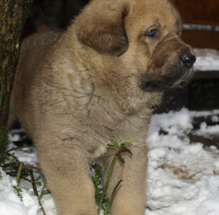 4,5 weeks old puppy
Est Ch  Elton z Kraje Sokolu (Massai) X  Anais Rio Rita (Anja)
18.10.2008

Keywords: anuler puppyestonia